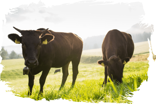Zwei Bio-Wagyu Jungtiere, eines mit Hörner, auf Bergwiese mit verschwommenen Rahmen
